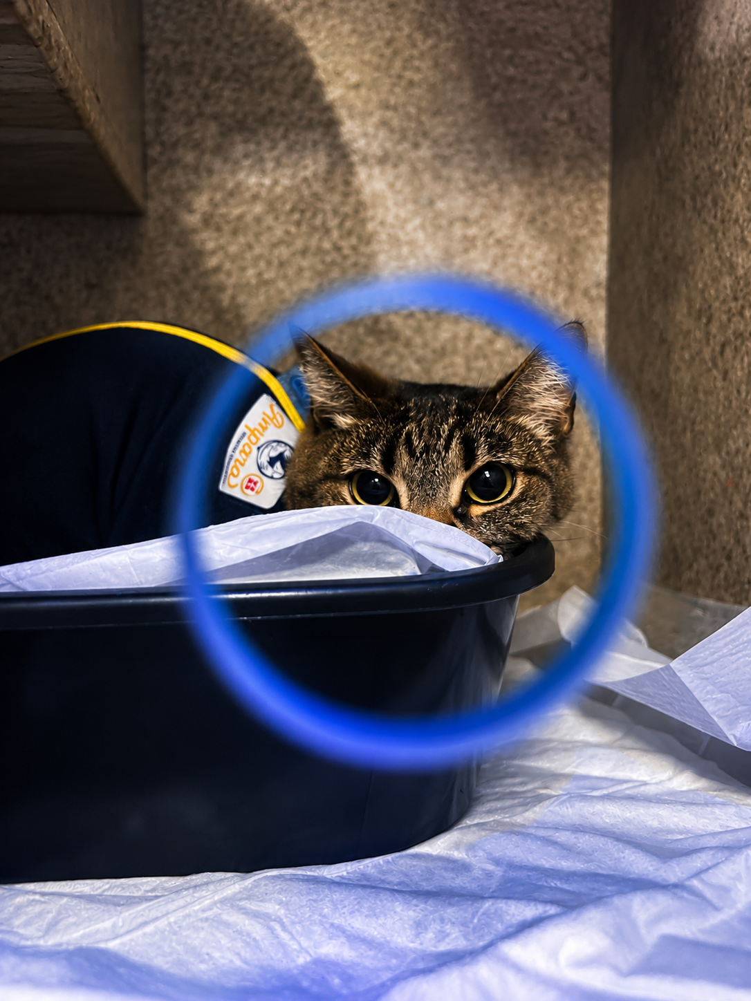 Gato sendo atendido no Hospital Veterinário Amparo